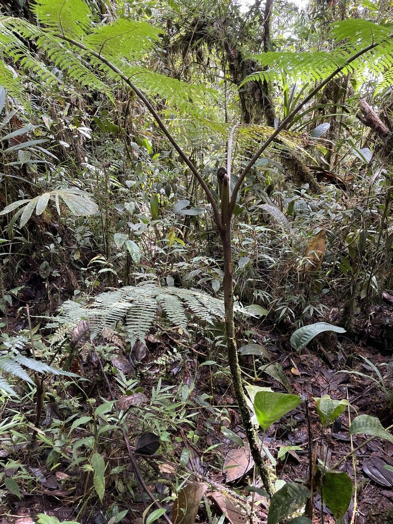 Cyathea planadae photo 6