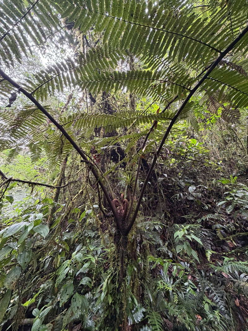 Cyathea planadae photo 7