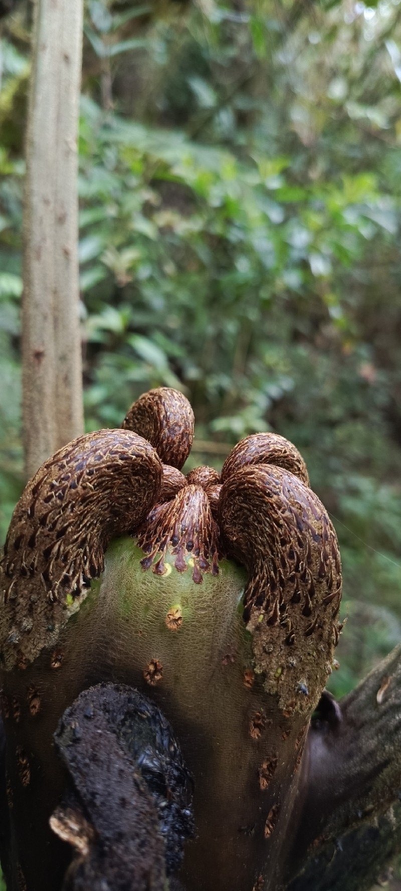 Cyathea planadae photo 8