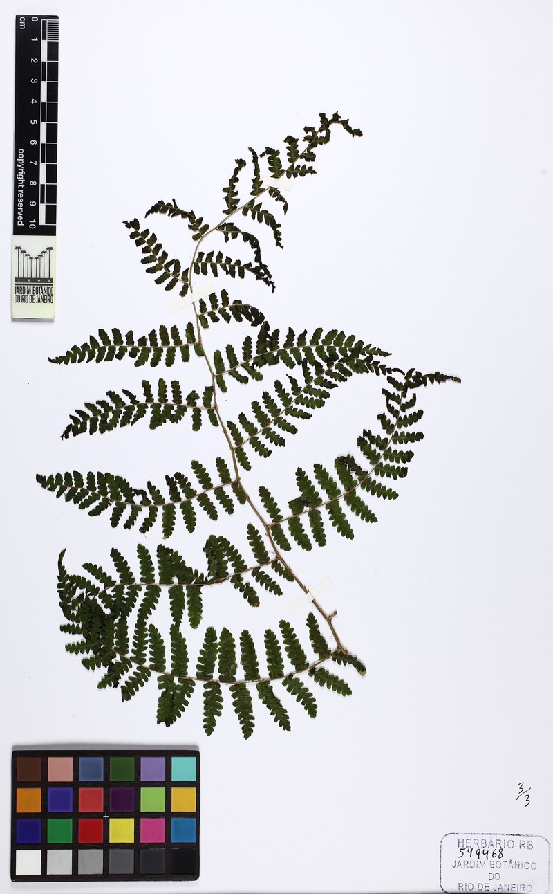 Cyathea platylepis