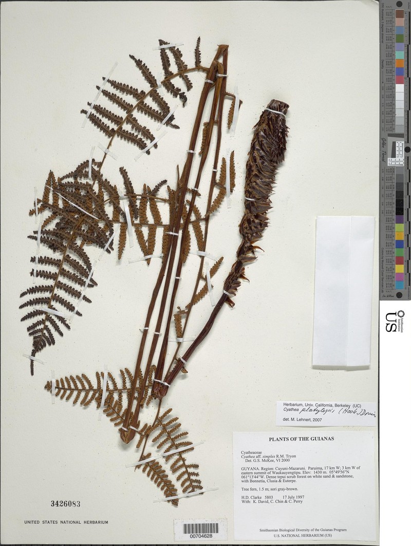 Cyathea platylepis photo 2