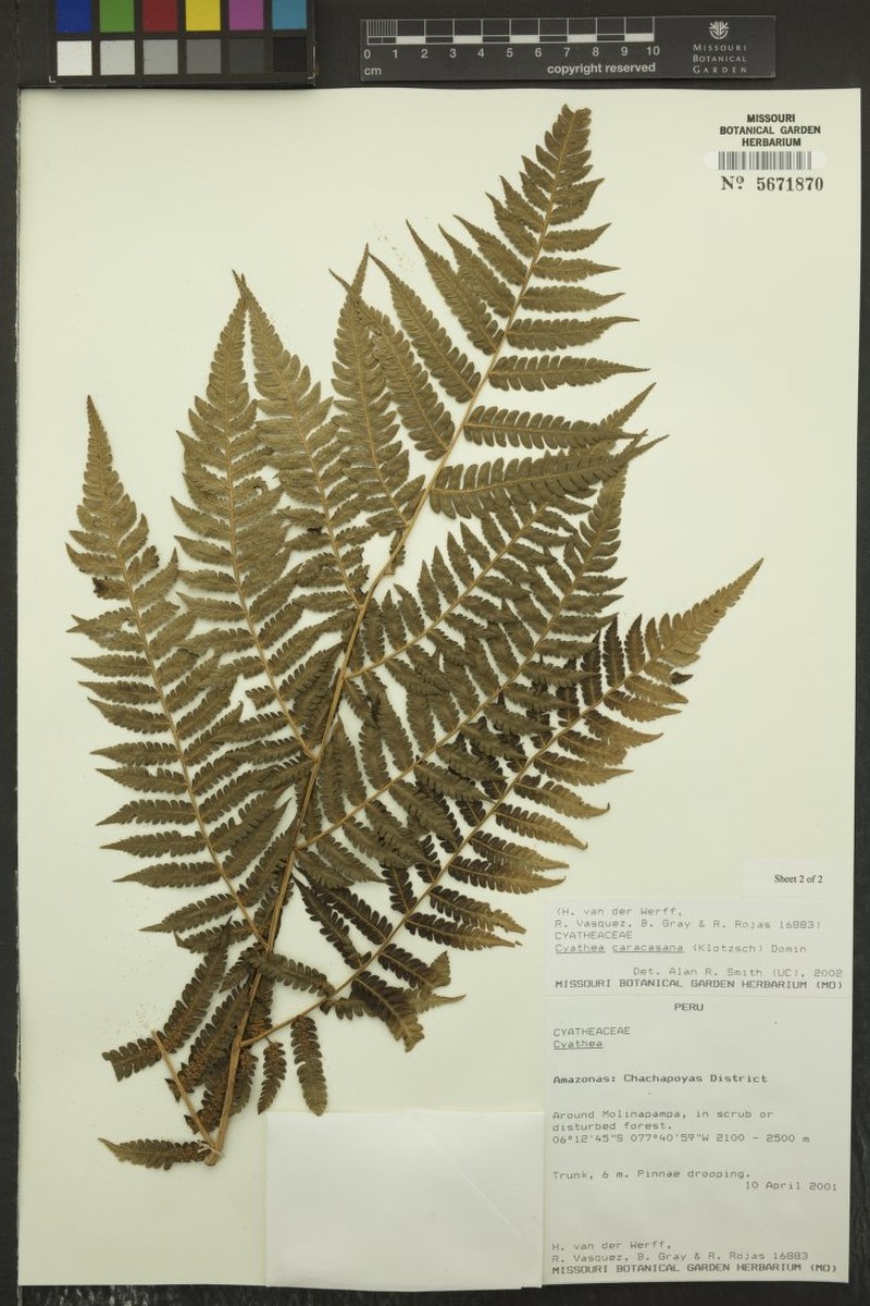 Cyathea plicata