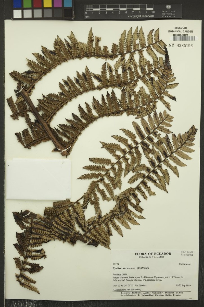 Cyathea plicata photo 2