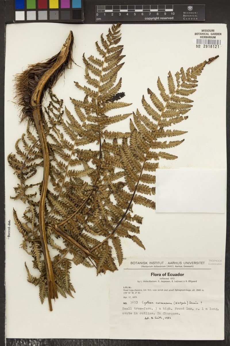 Cyathea plicata photo 3
