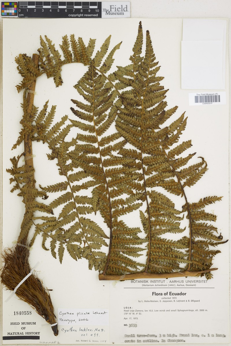 Cyathea plicata photo 4