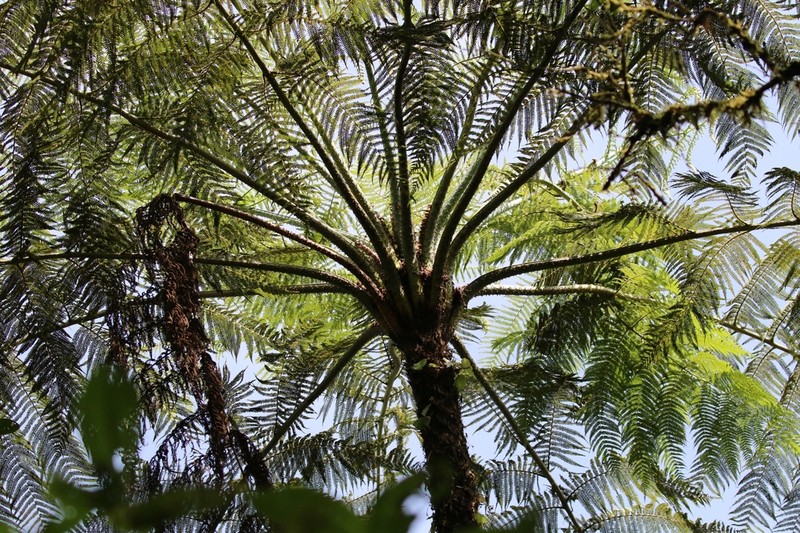 Cyathea poeppigii