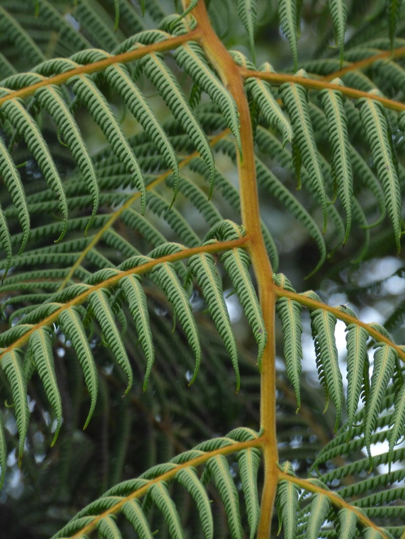 Cyathea poeppigii photo 2