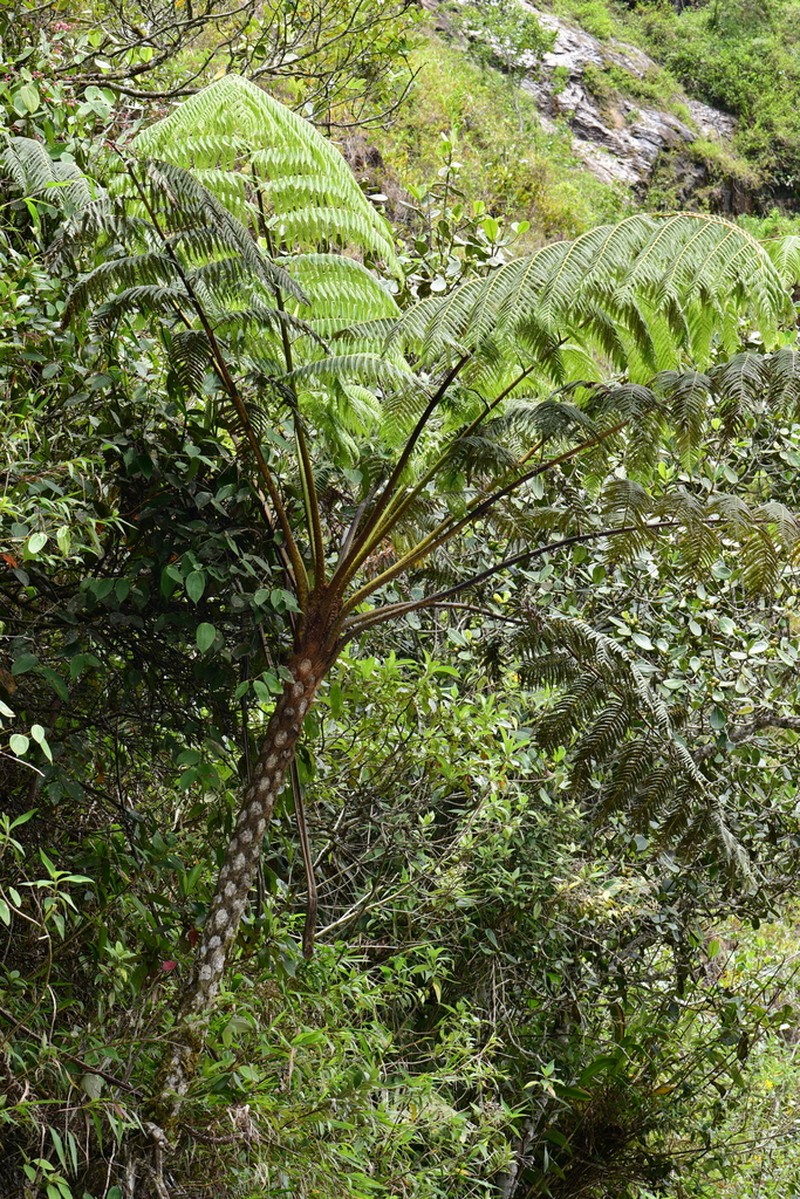 Cyathea poeppigii photo 3