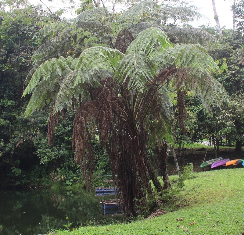 Cyathea poeppigii photo 4