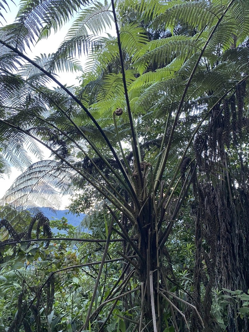 Cyathea poeppigii photo 5