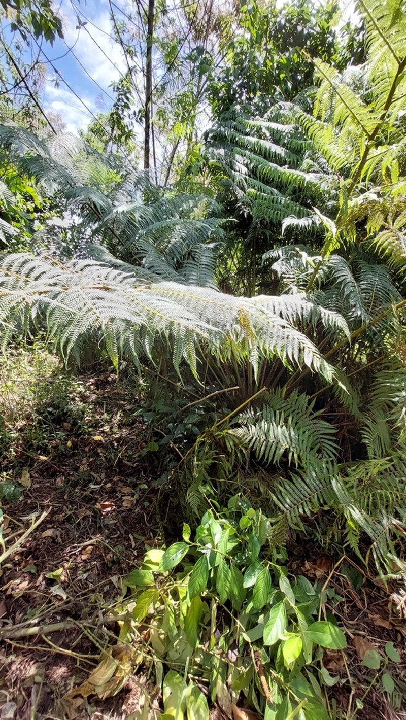 Cyathea poeppigii photo 6
