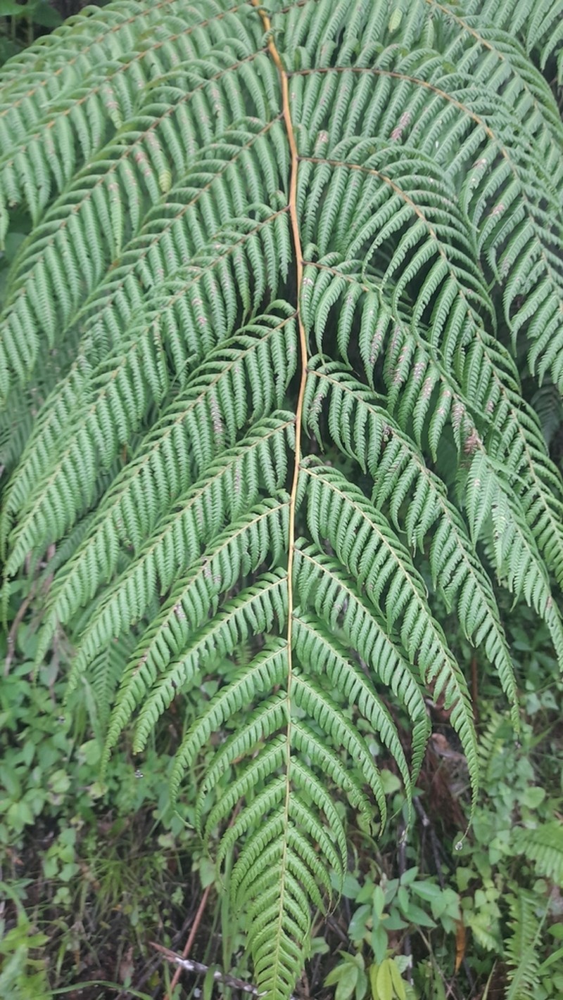 Cyathea poeppigii photo 7