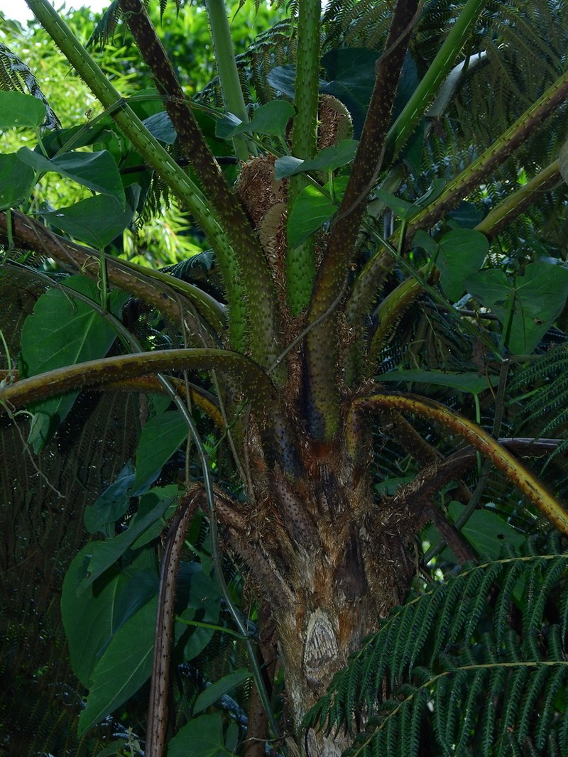 Cyathea poeppigii photo 8