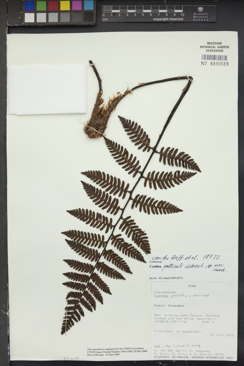Cyathea polliculi
