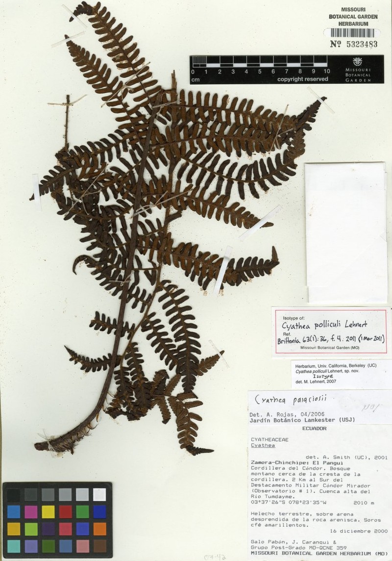 Cyathea polliculi photo 2