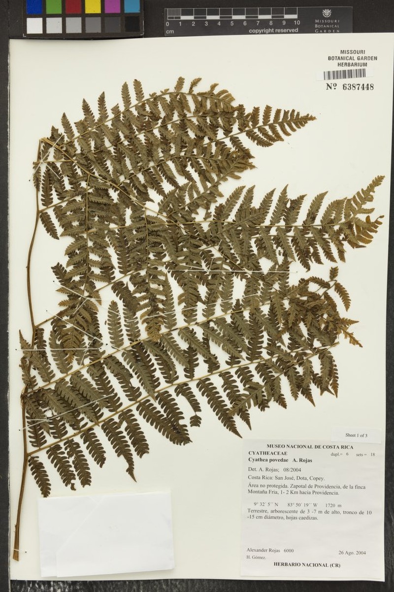 Cyathea povedae
