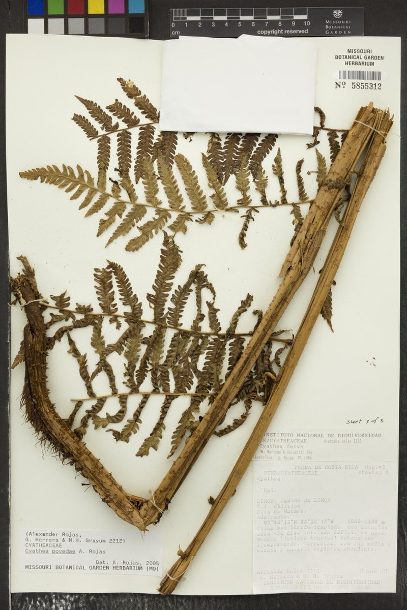 Cyathea povedae photo 2