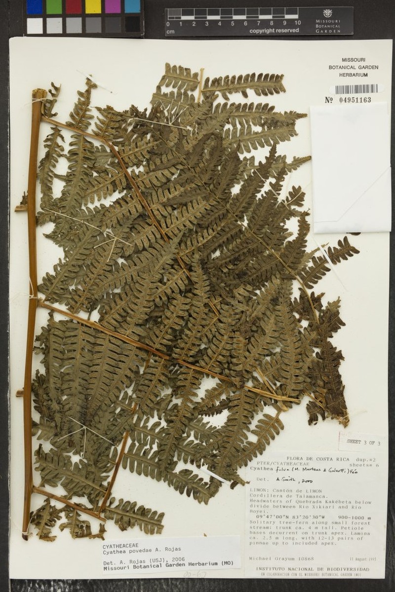 Cyathea povedae photo 3