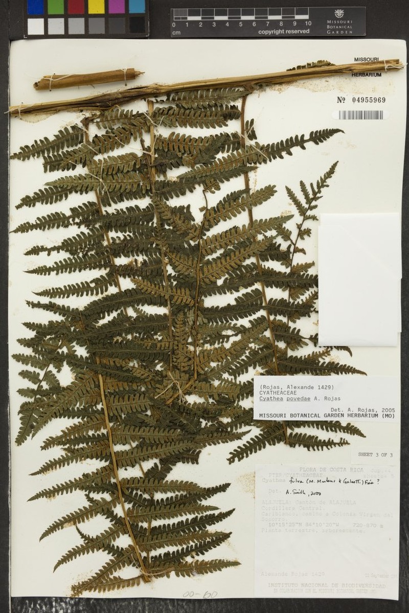 Cyathea povedae photo 4