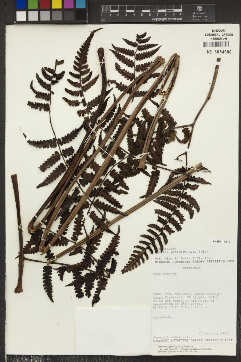 Cyathea praeceps