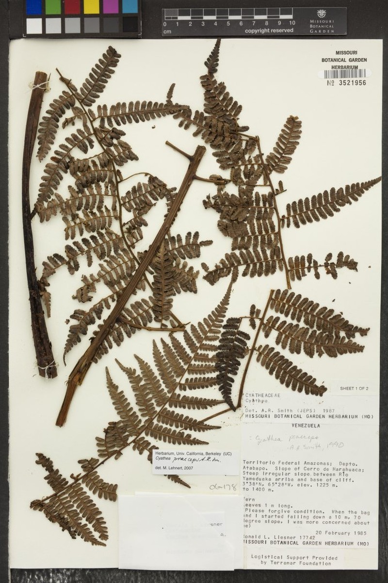 Cyathea praeceps photo 2