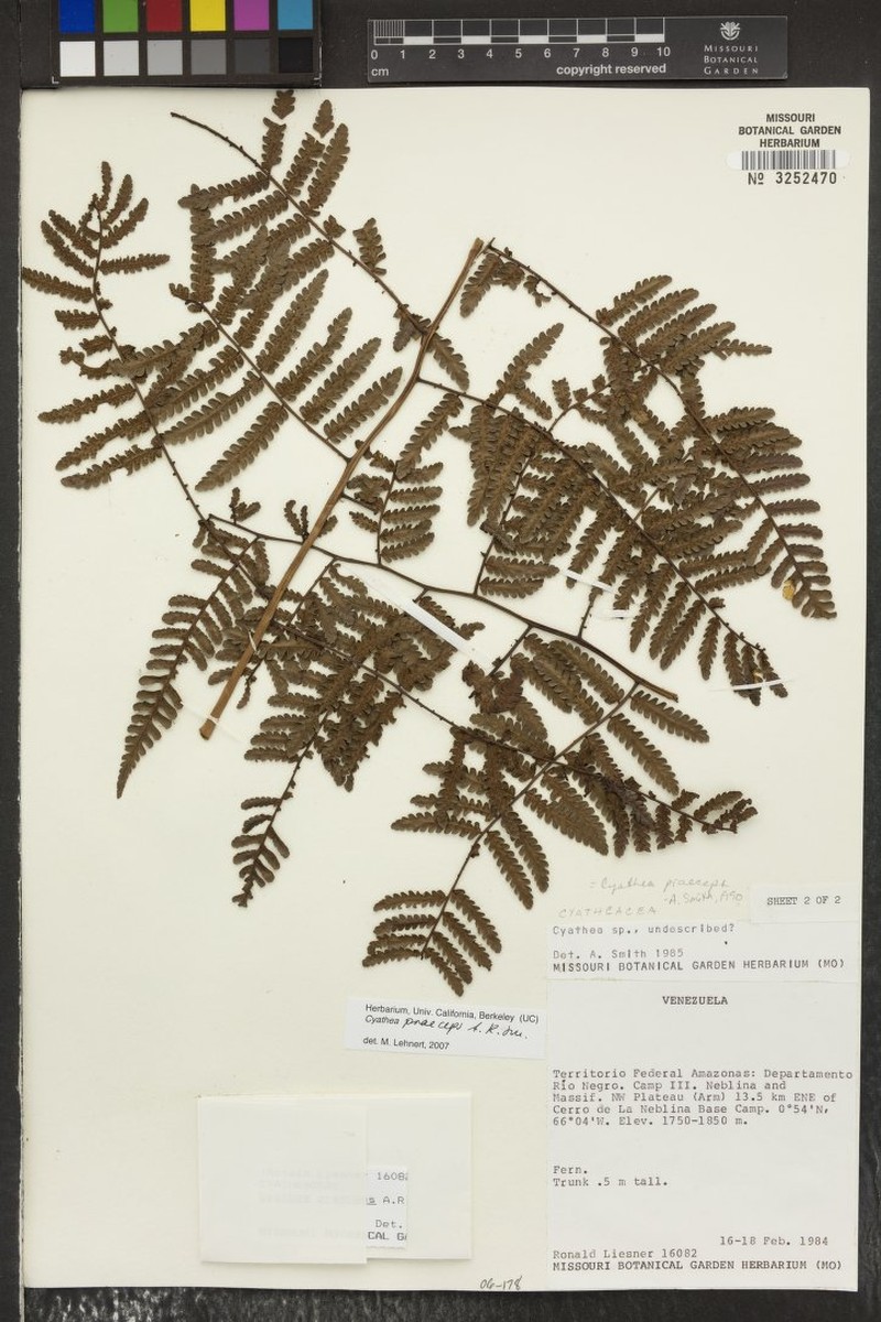 Cyathea praeceps photo 3