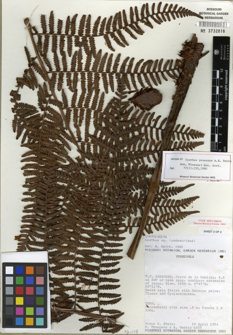 Cyathea praeceps photo 4