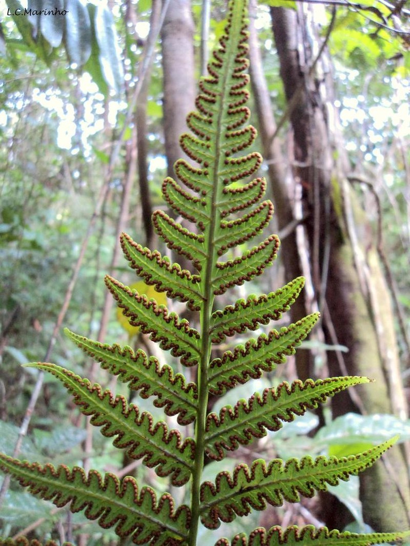 Cyathea praecincta photo 2