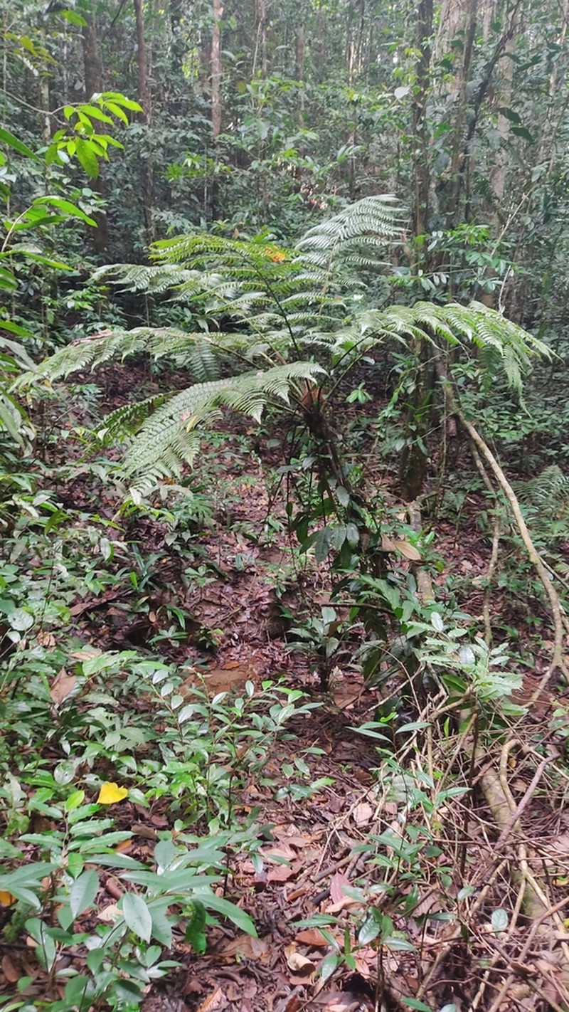 Cyathea praecincta photo 3