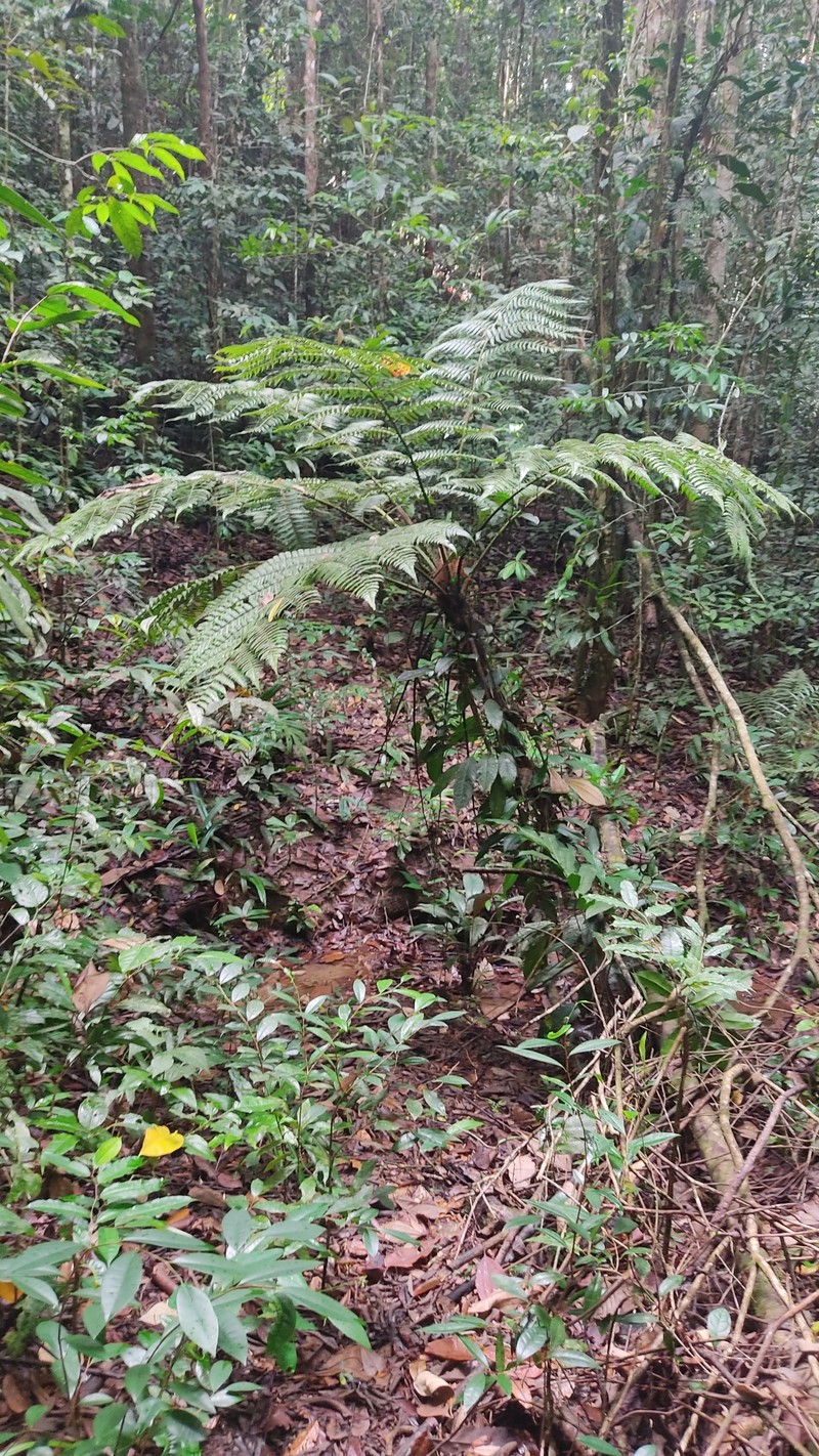 Cyathea praecincta photo 4