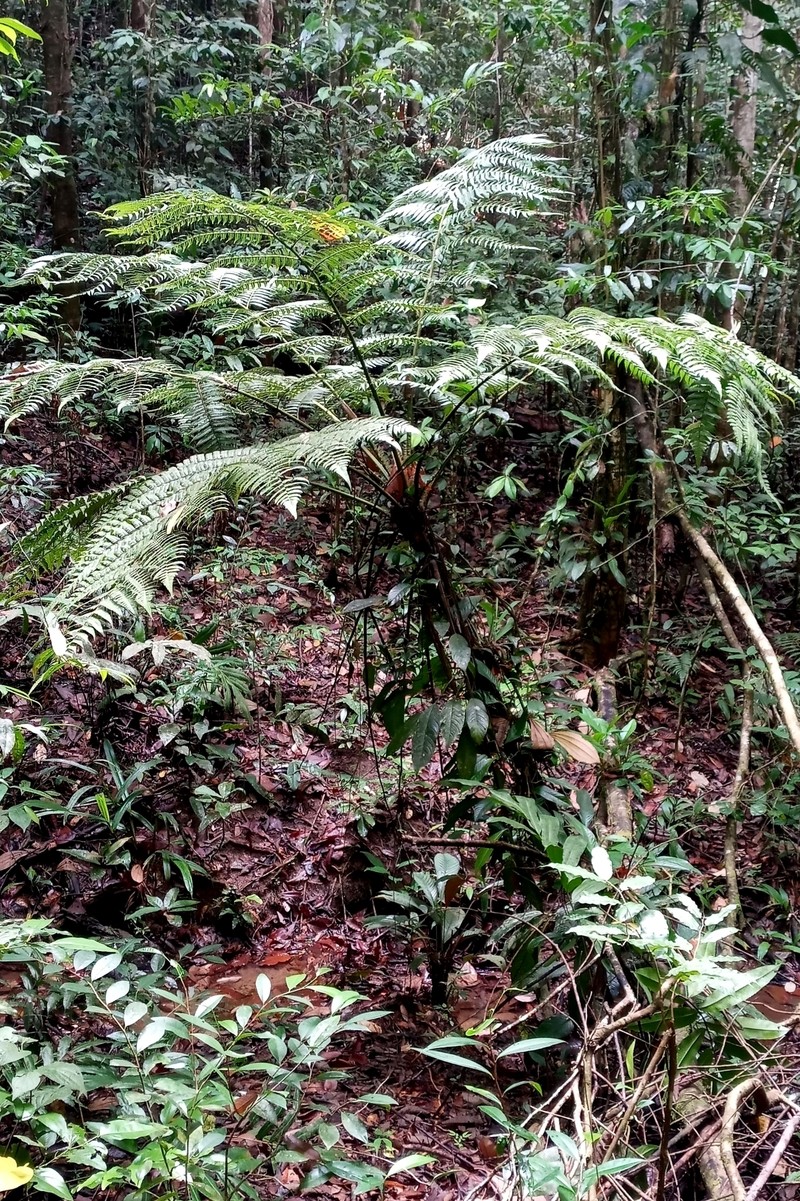 Cyathea praecincta photo 5