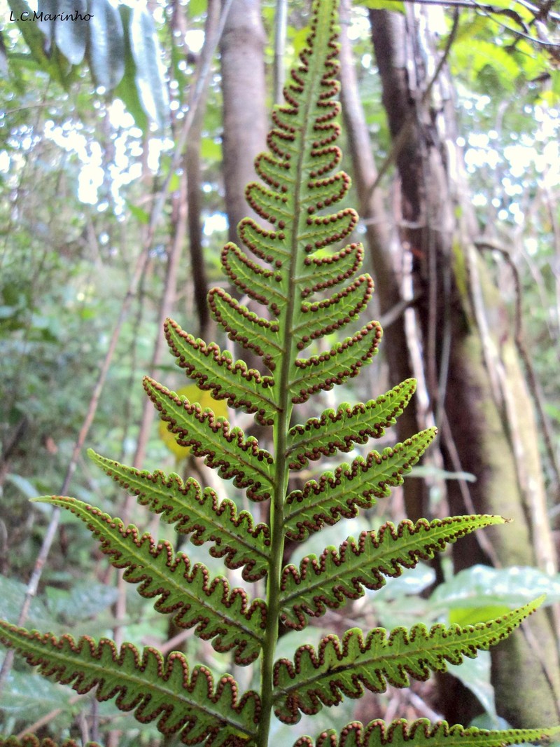 Cyathea praecincta photo 6