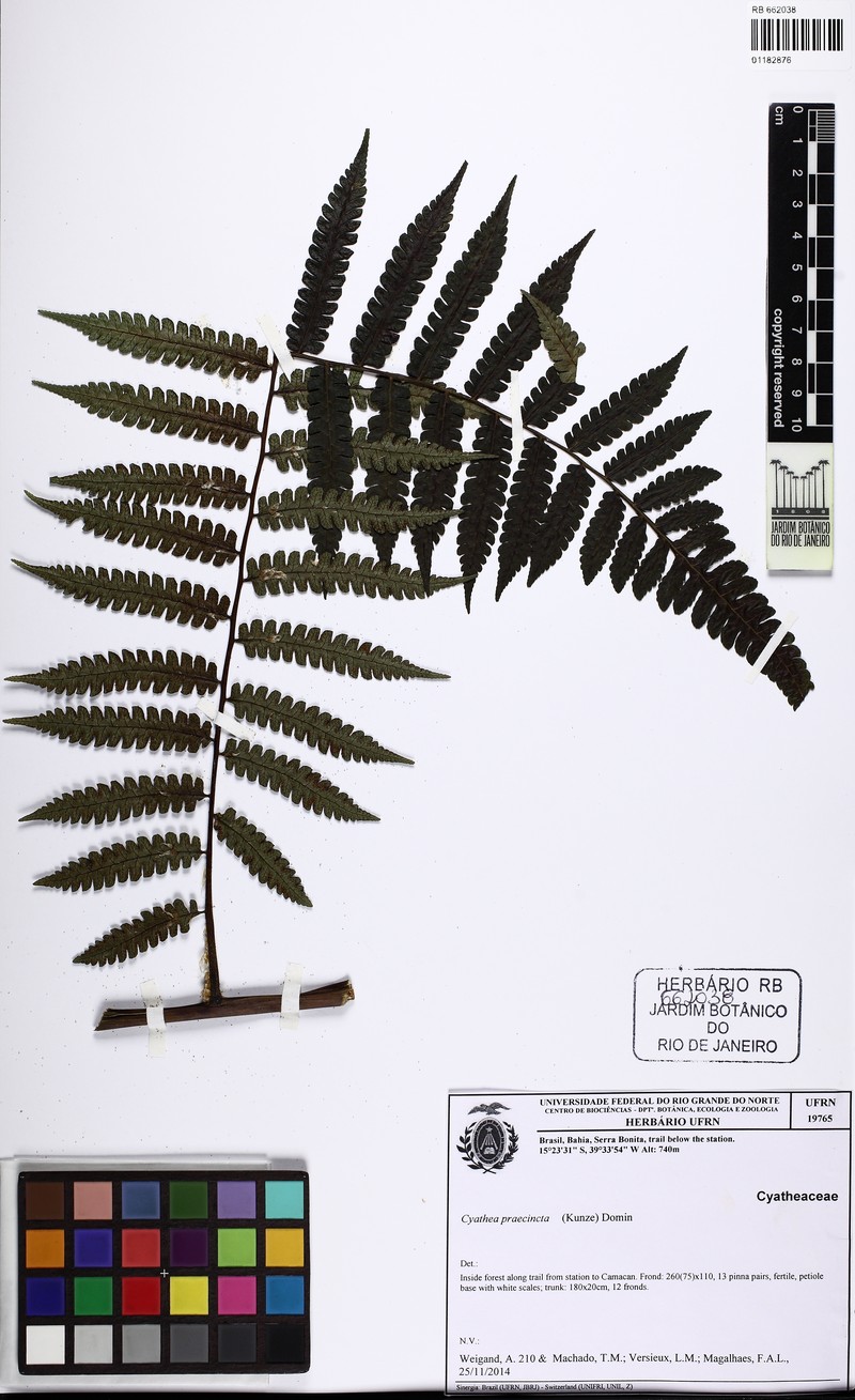 Cyathea praecincta photo 7