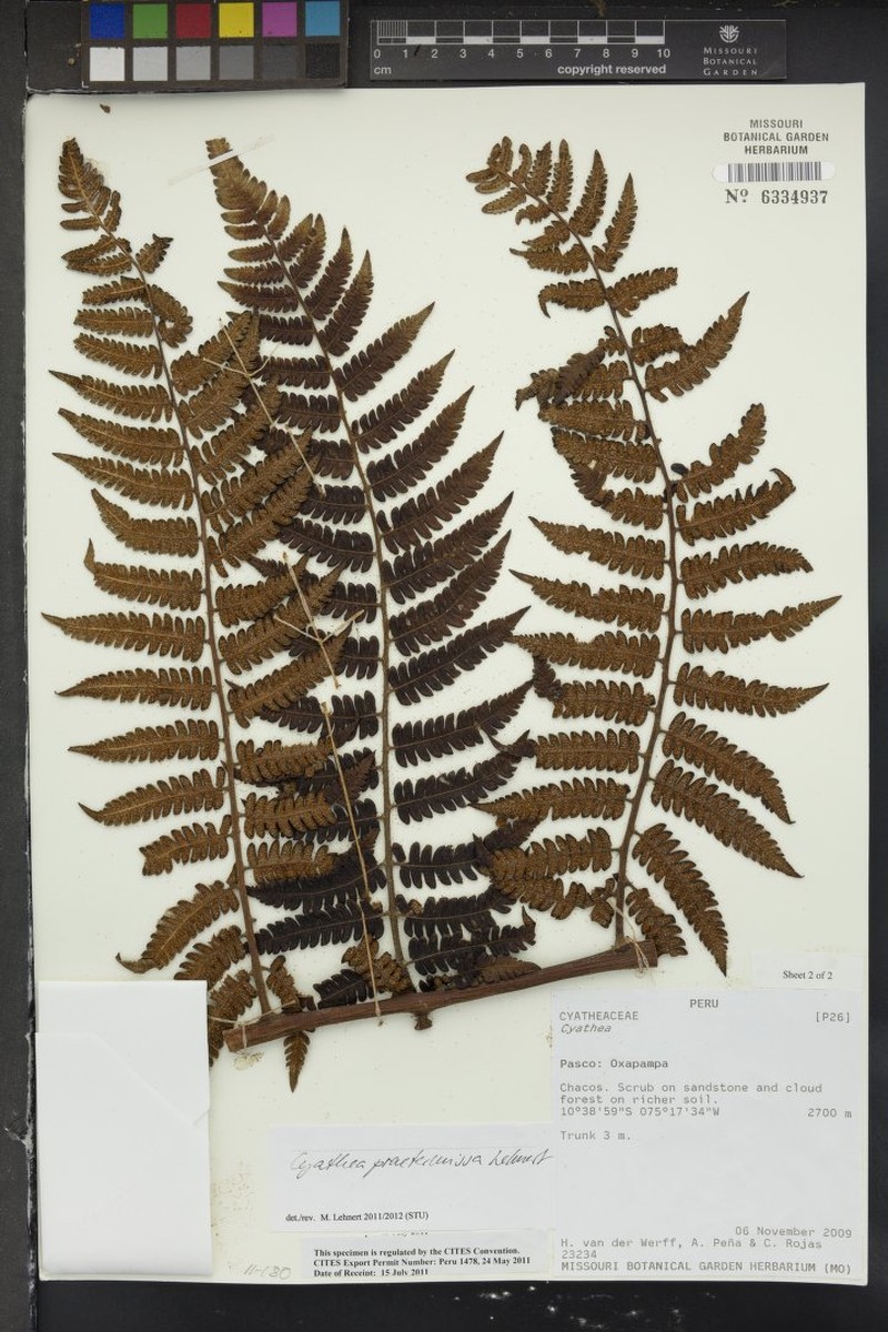 Cyathea praetermissa