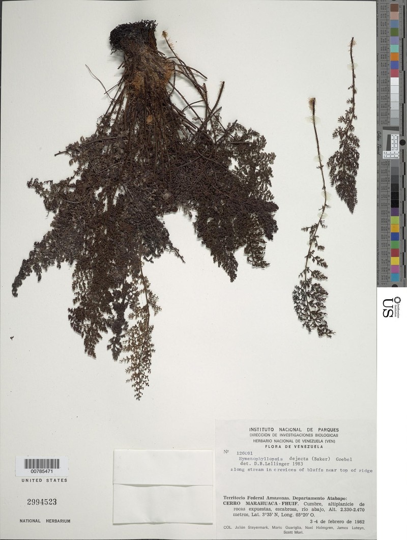 Cyathea pseudoctenitoides