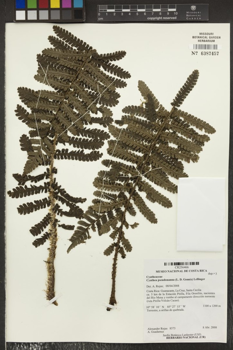 Cyathea pseudonanna