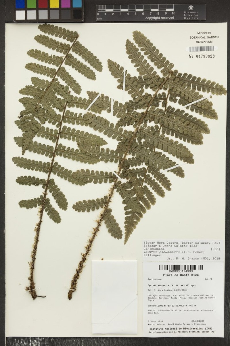Cyathea pseudonanna photo 2