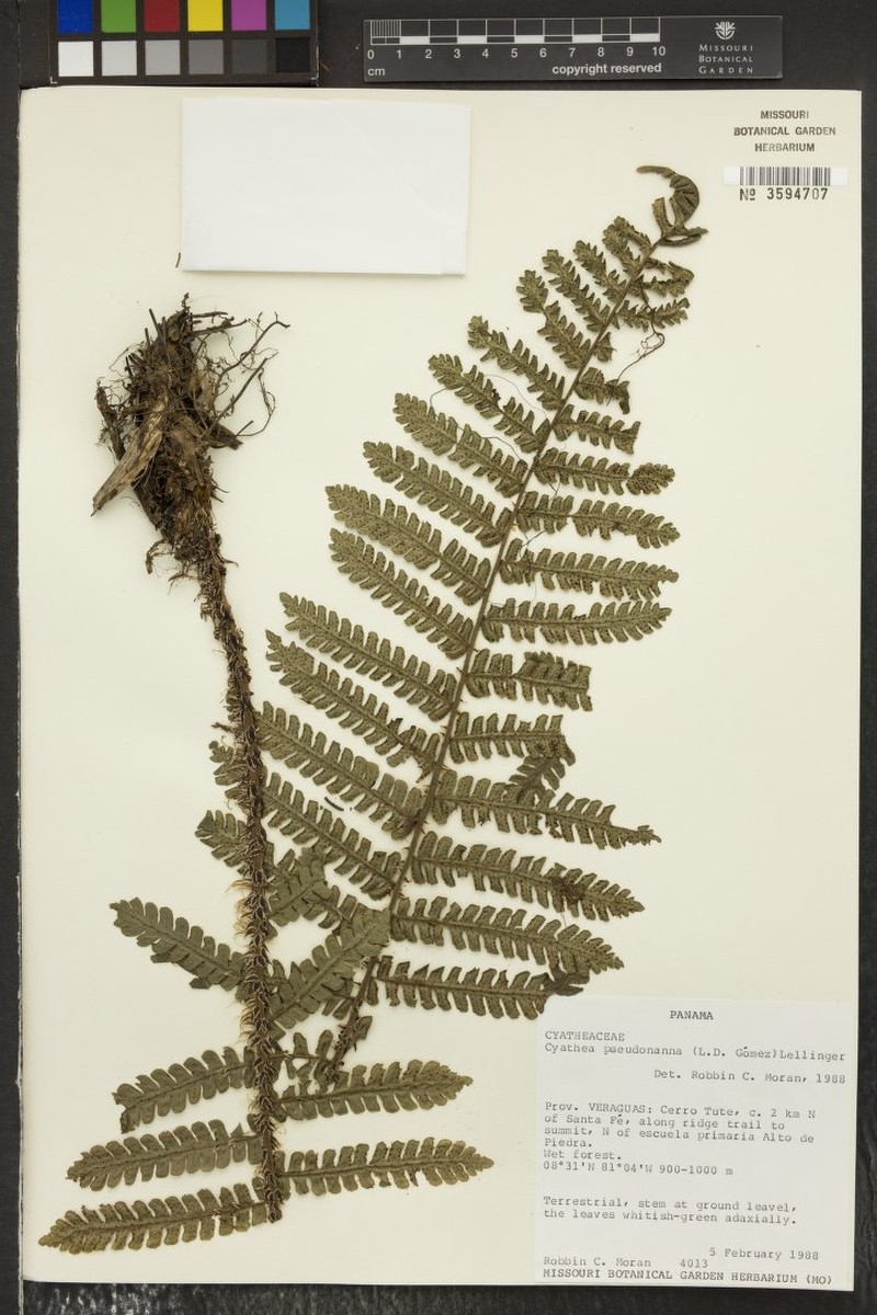 Cyathea pseudonanna photo 3