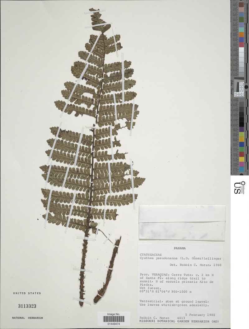 Cyathea pseudonanna photo 4