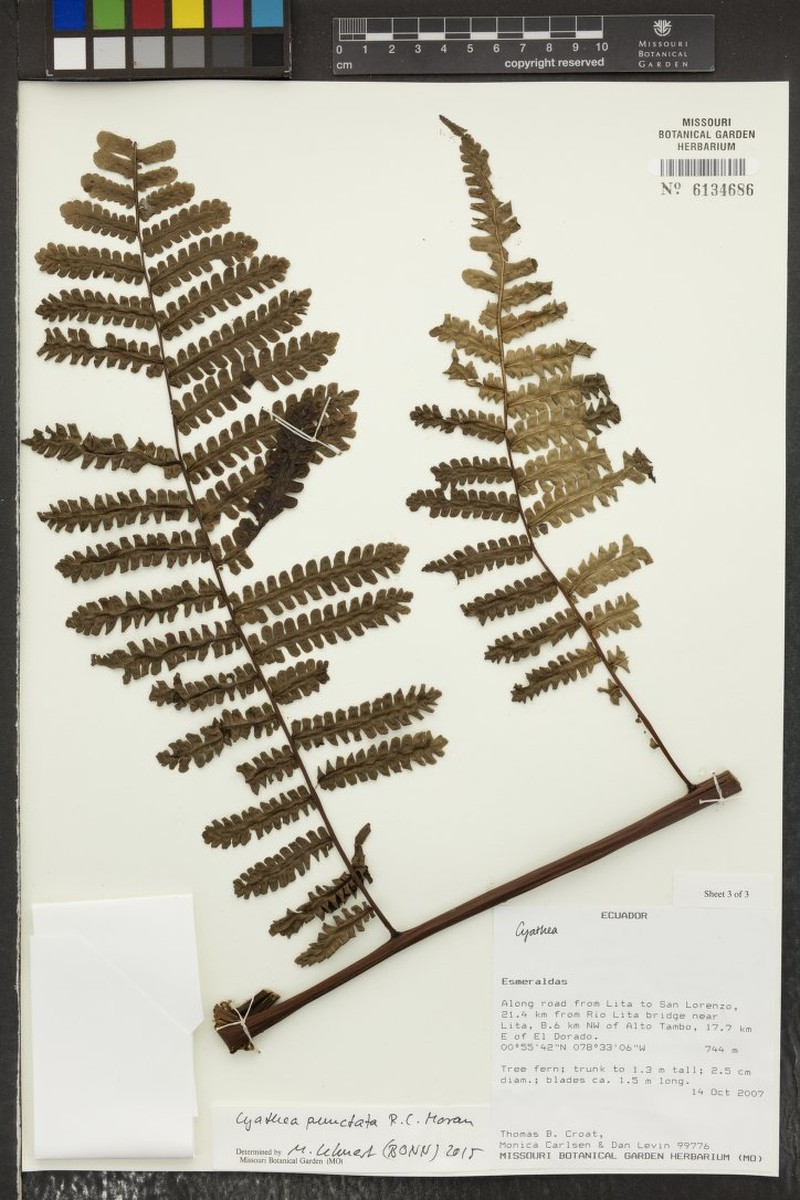 Cyathea punctata