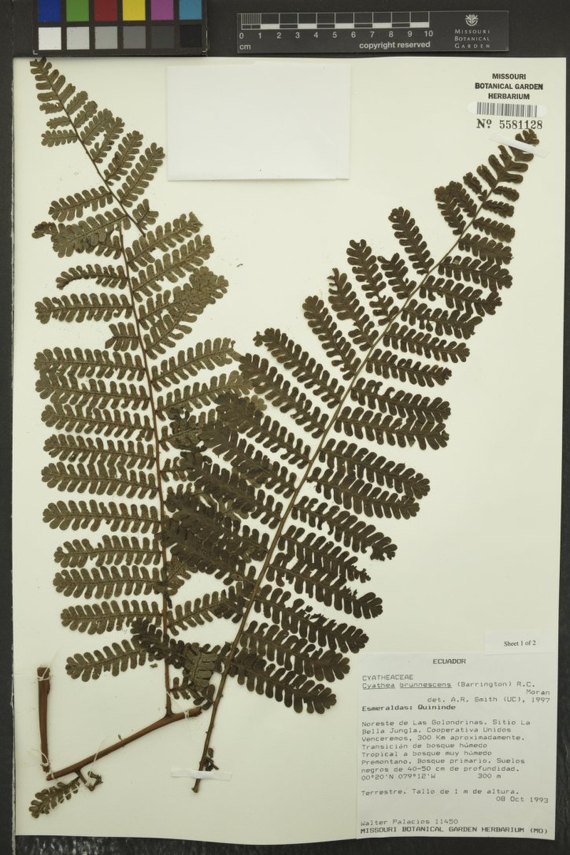 Cyathea punctata photo 2