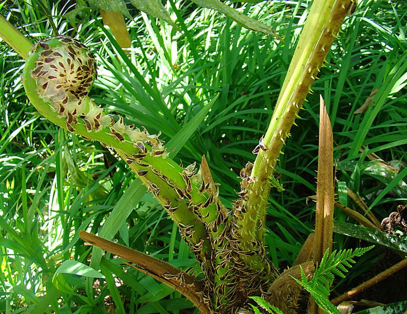 Spiny Treefern