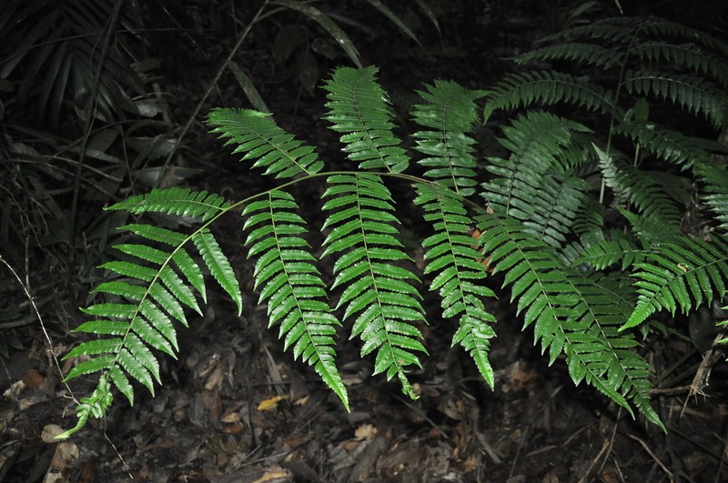Spiny Treefern