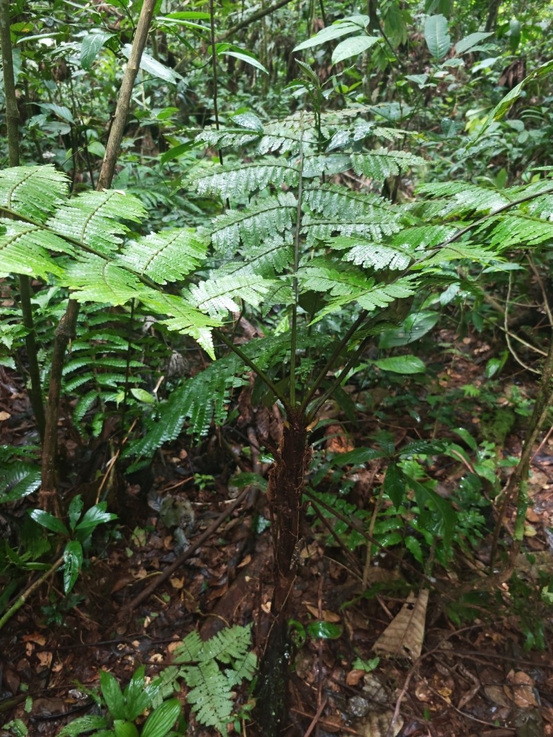 Spiny Treefern photo 2