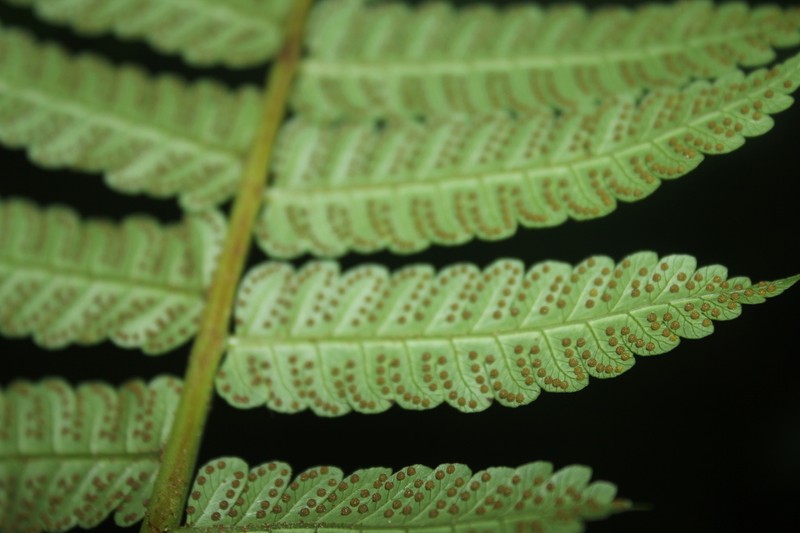 Spiny Treefern photo 3