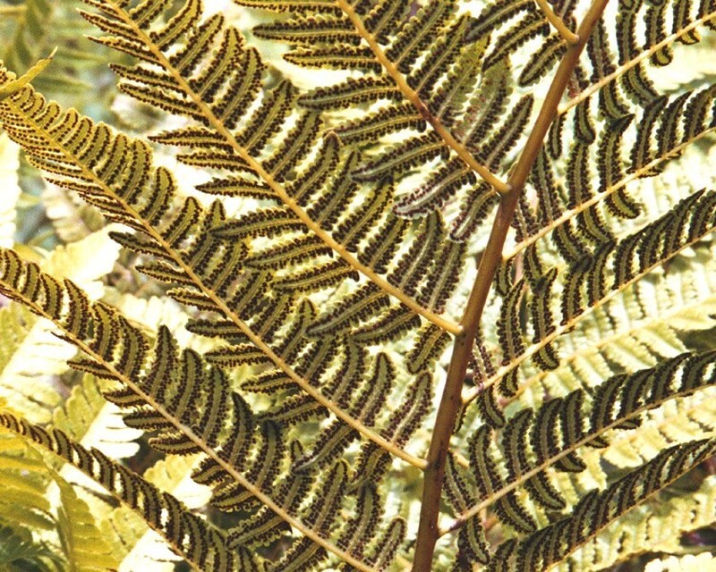 Spiny Treefern photo 4