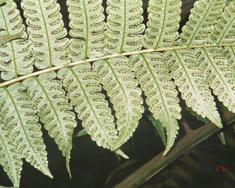 Spiny Treefern photo 5