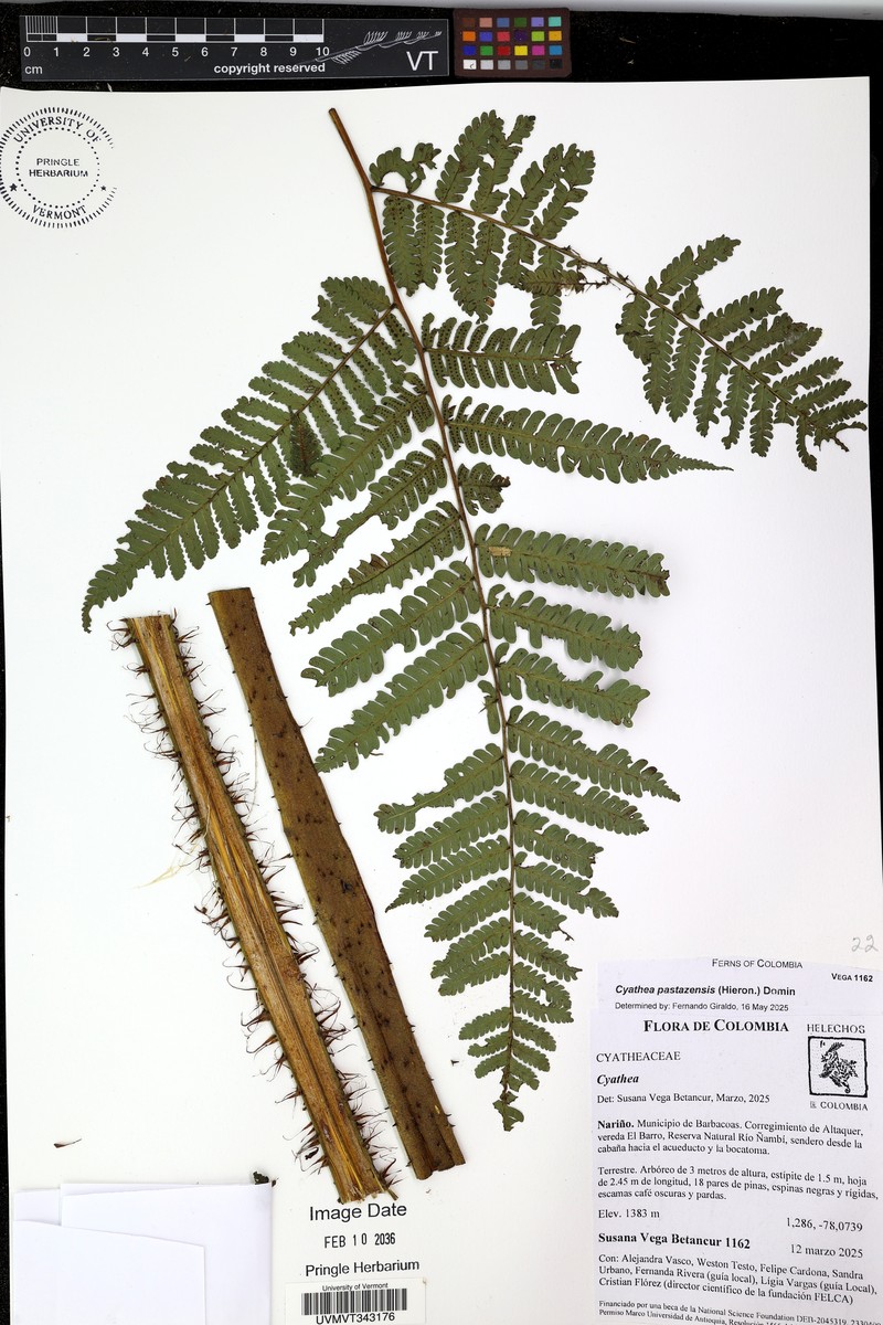 Spiny Treefern photo 7