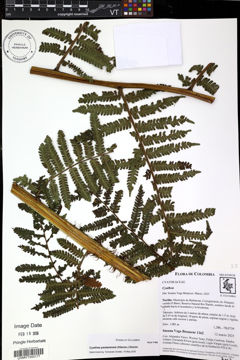 Spiny Treefern photo 8