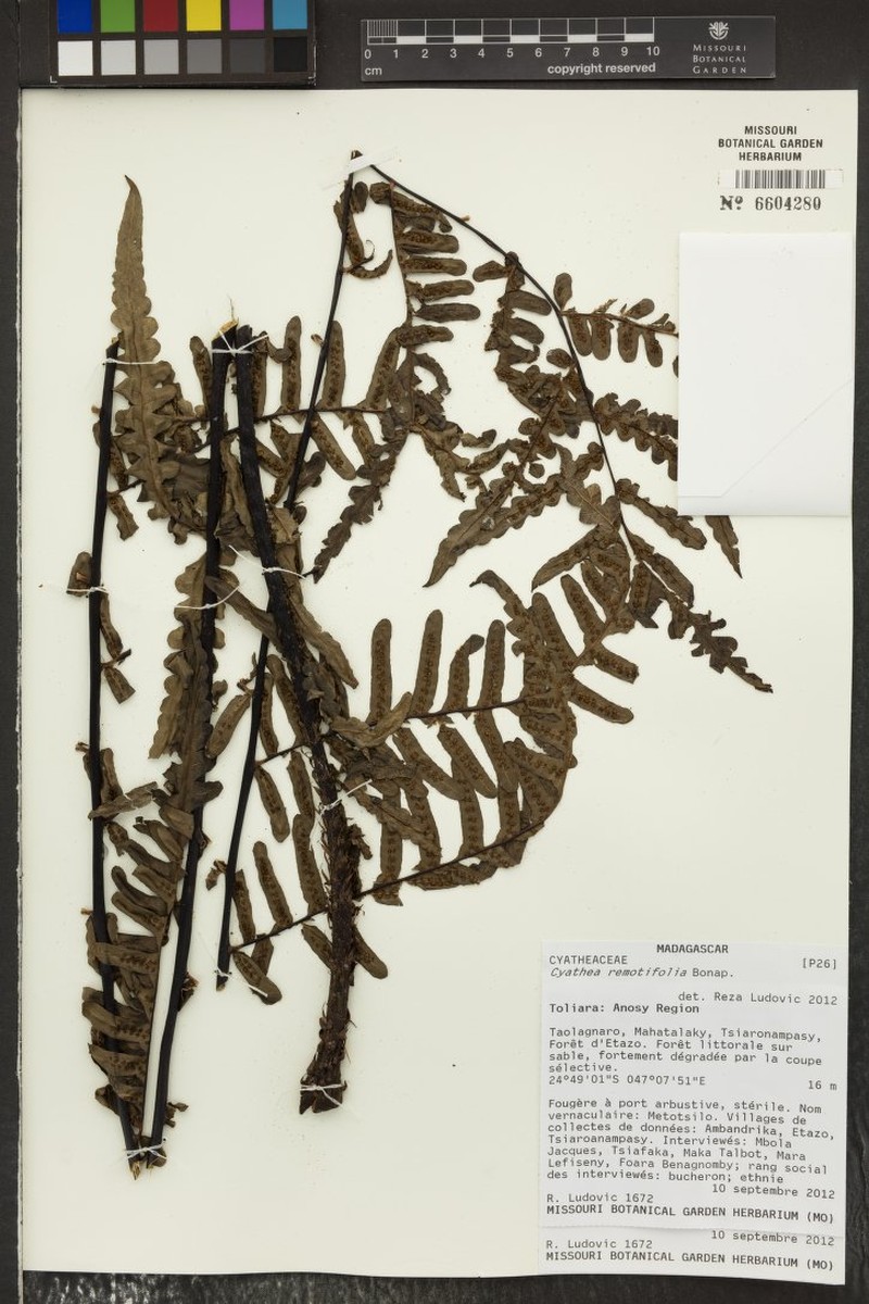 Cyathea remotifolia